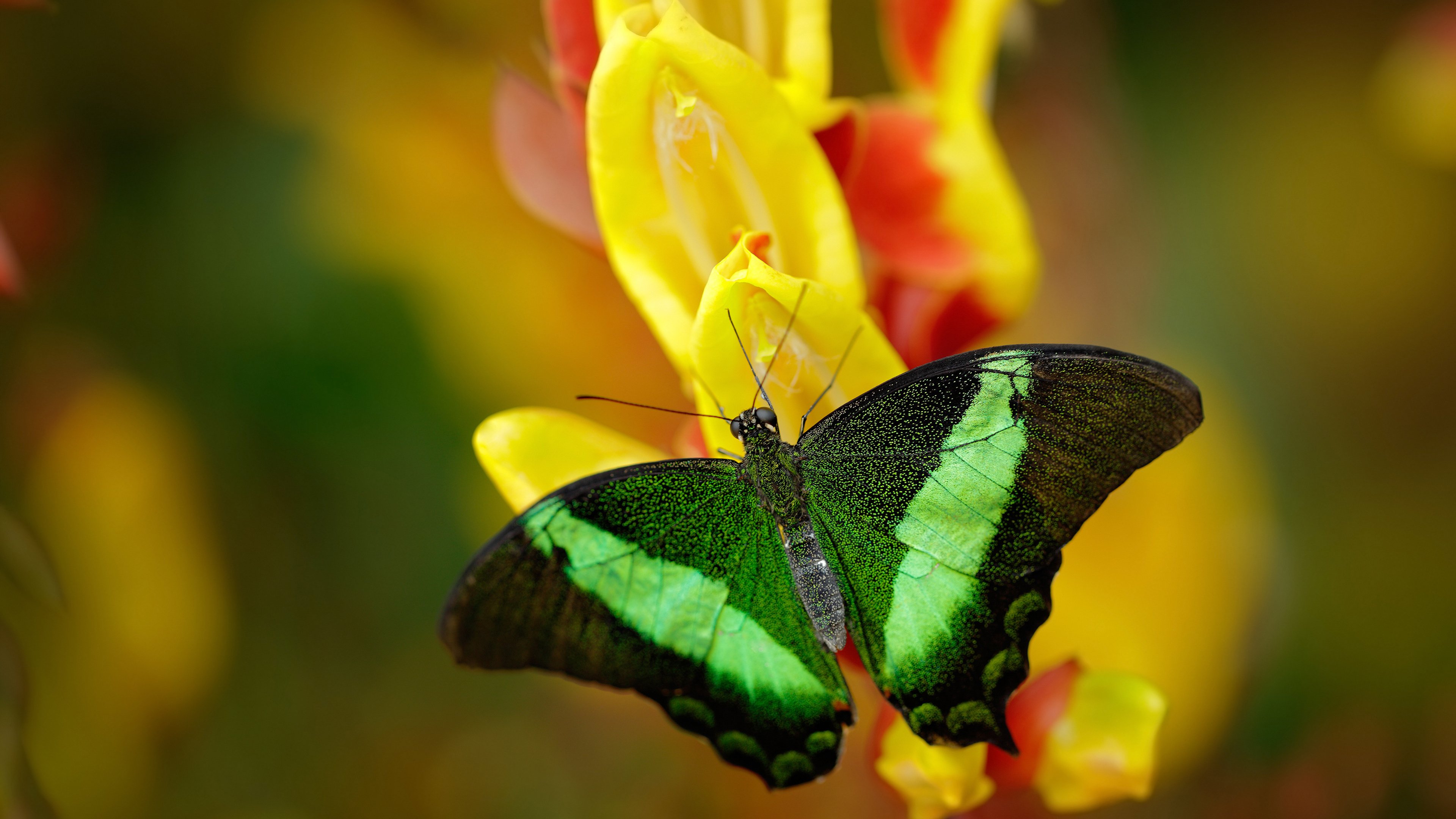 当足球场化身乒乓台,林高远的抽杀如何让英格兰队攻破瑞典铁壁
