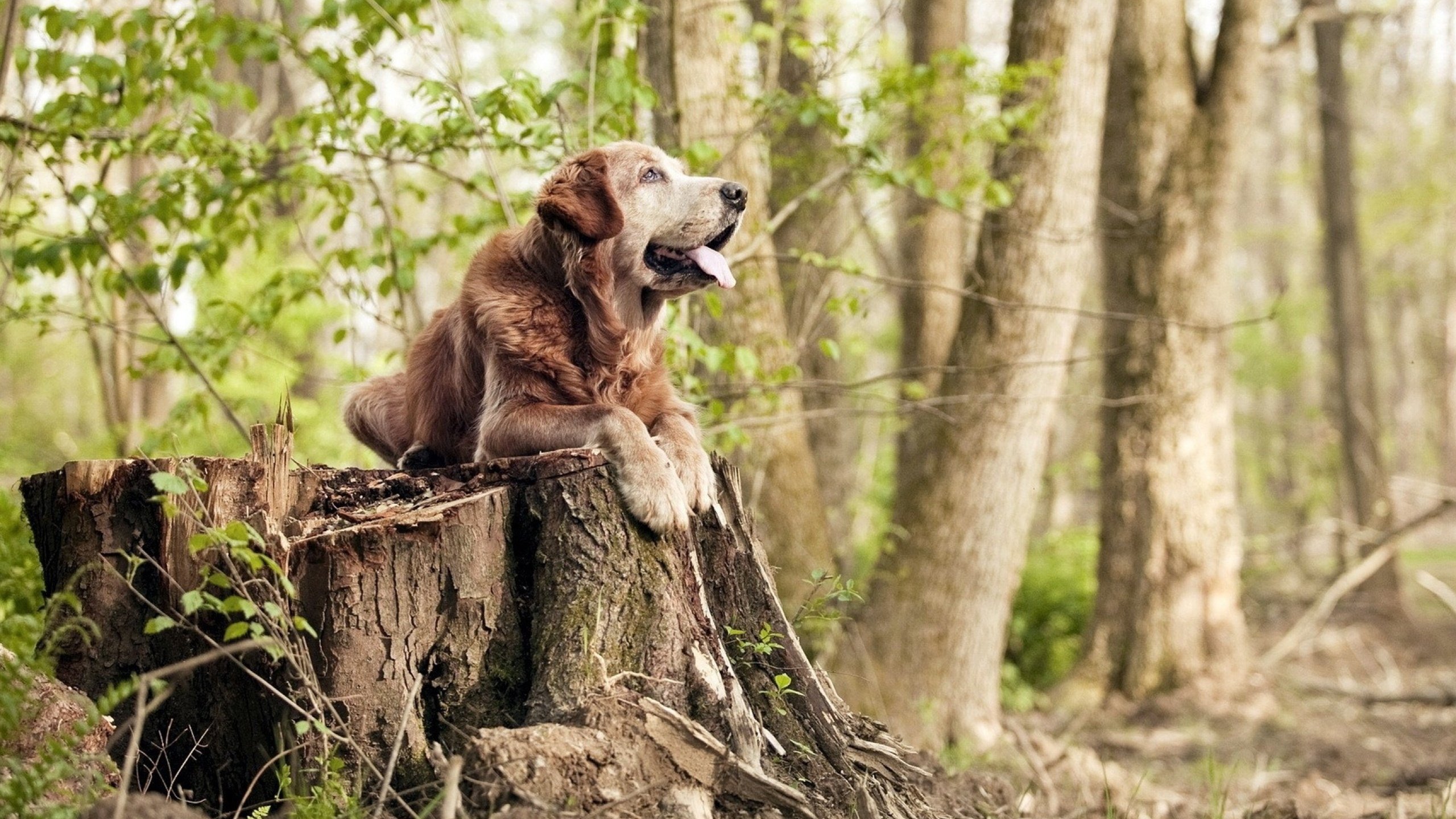 羽毛的重量,冠军的心,郑思维关键制胜背后的逆转哲学