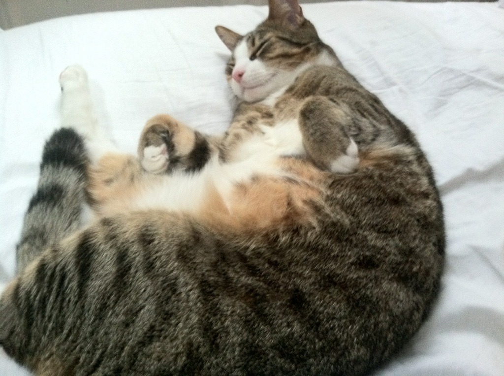 贝恩末节狂飙，纽约铁血突围盐湖城—尼克斯关键战锁定季后赛席位