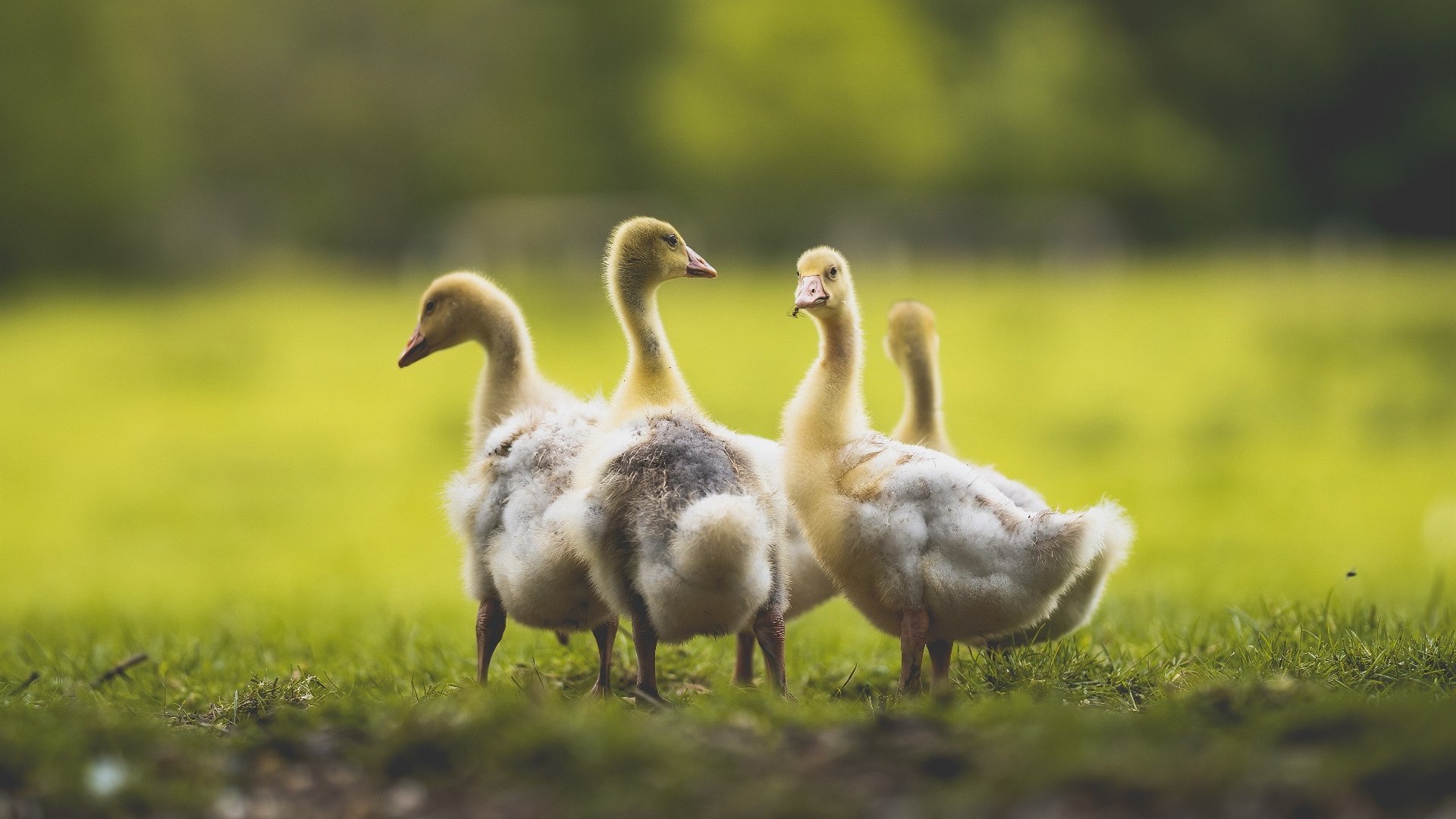 胜利的琥珀，当4月的速胜与5月的主宰凝固在时间切面