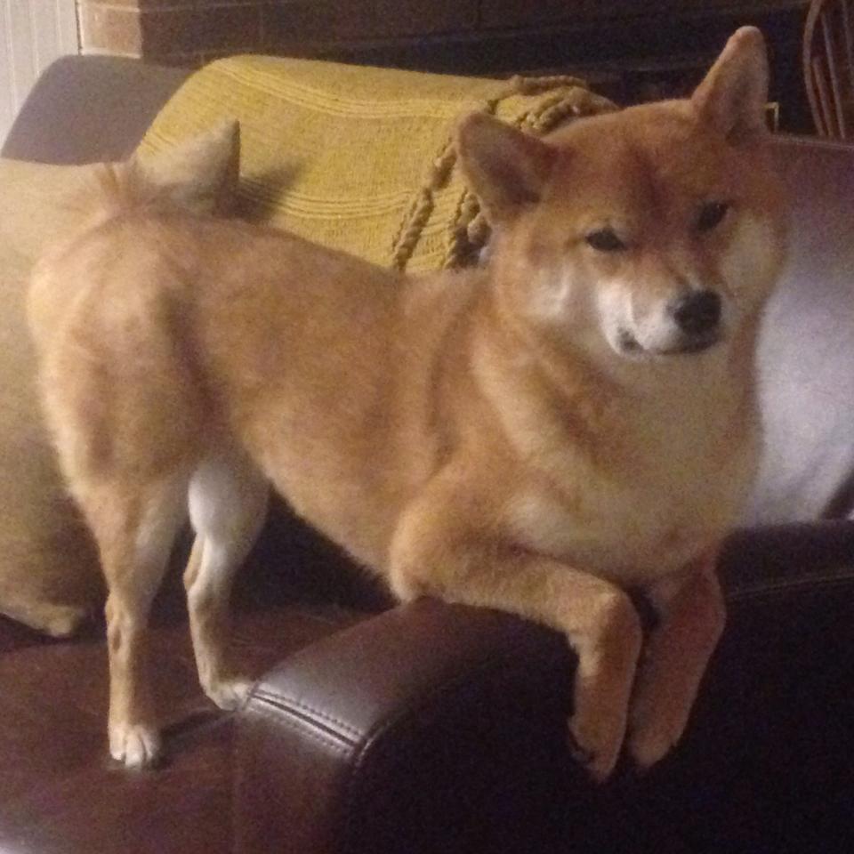 跨界荣耀,当丹麦童话遇见橙色风暴,东决战场的两个凌晨四点