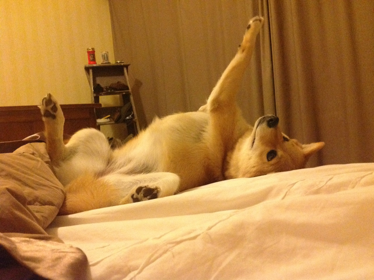 神来之笔!阿什拉夫独造2球成关键先生,突尼斯绝地反击逼平利物浦