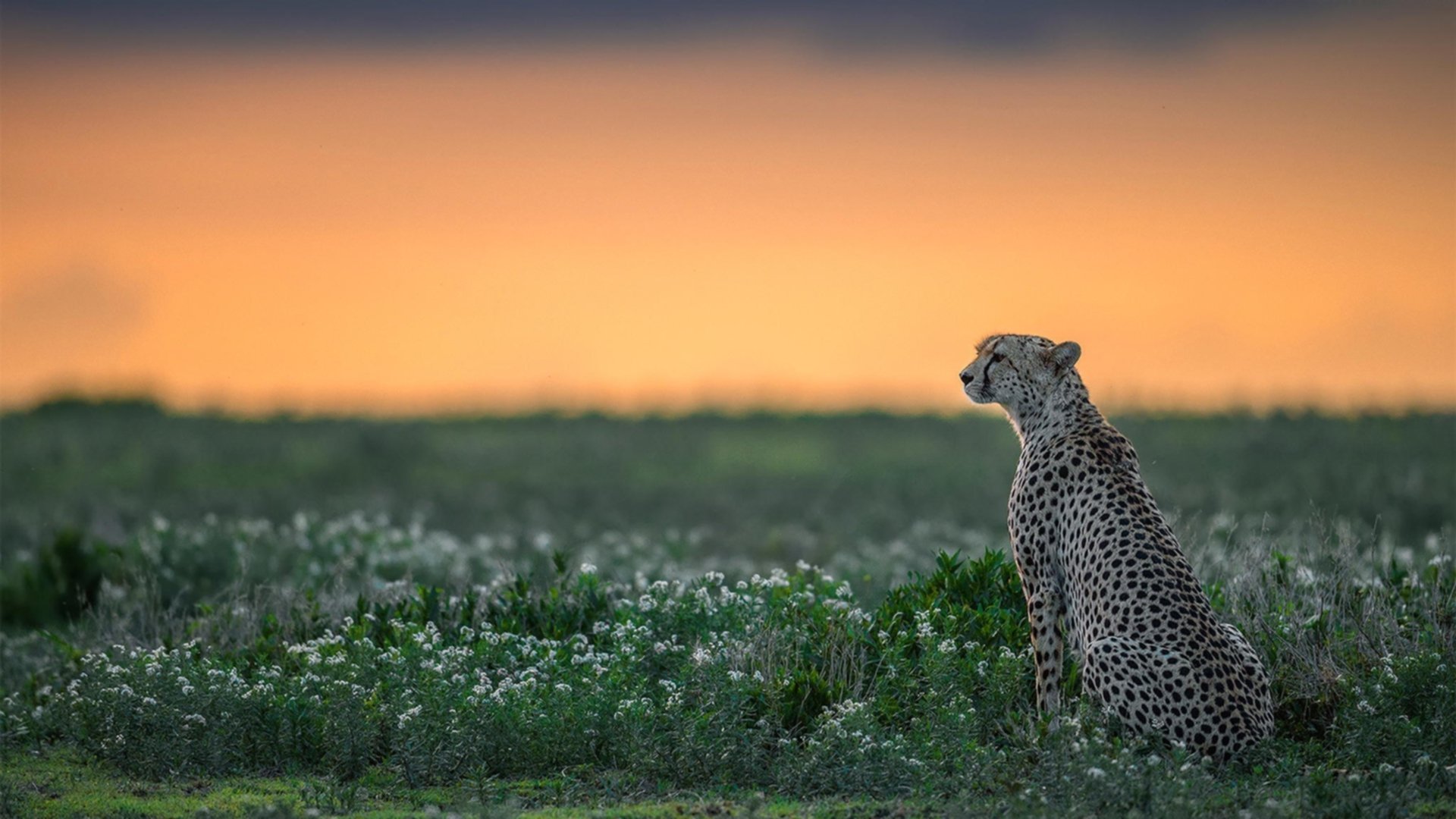 篮球圣殿的国家德比,山西队的单节风暴如何重新定义焦点战