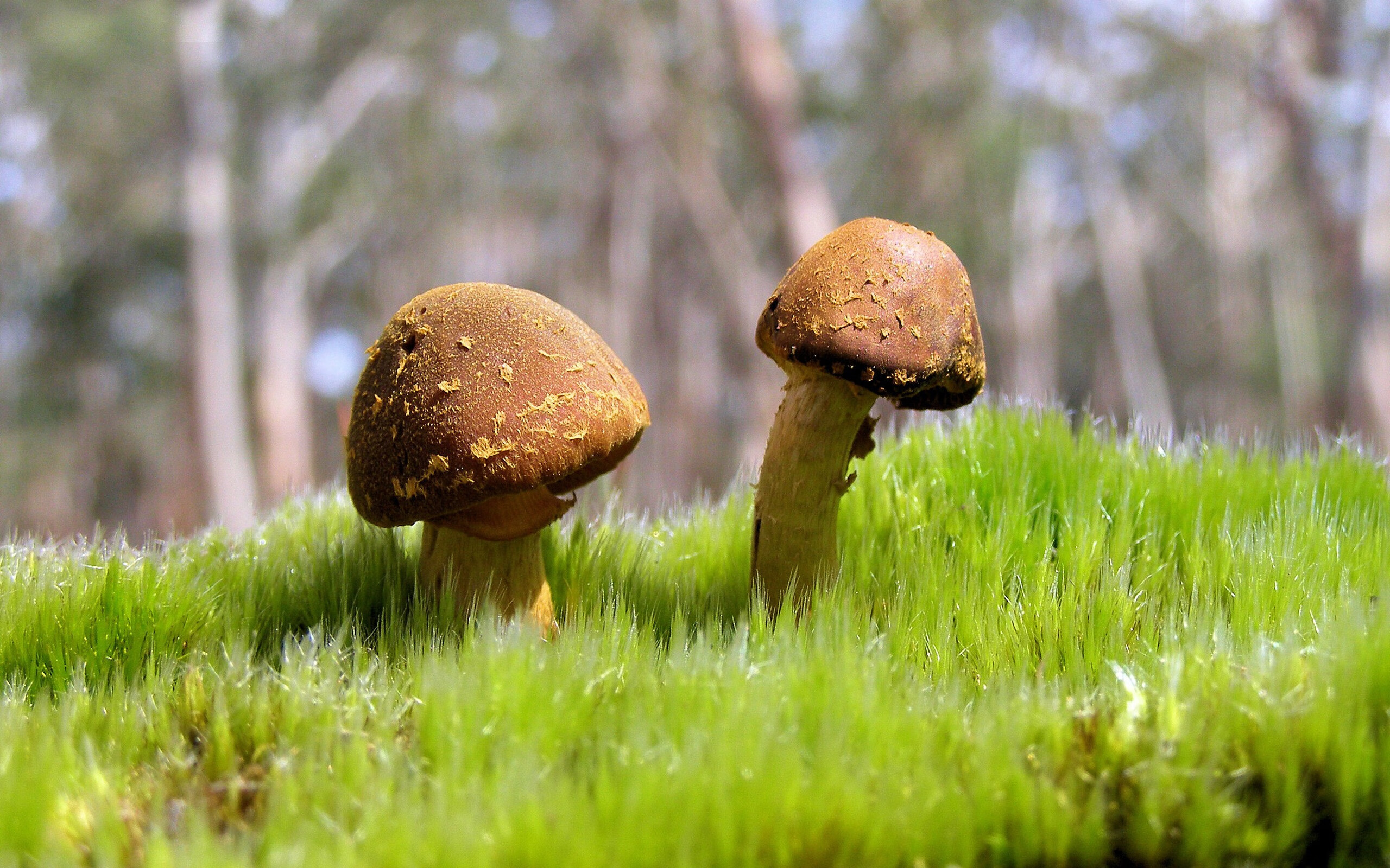 攻防碾压!火箭三锁链绞杀黄蜂,贝恩单骑破阵独取42分