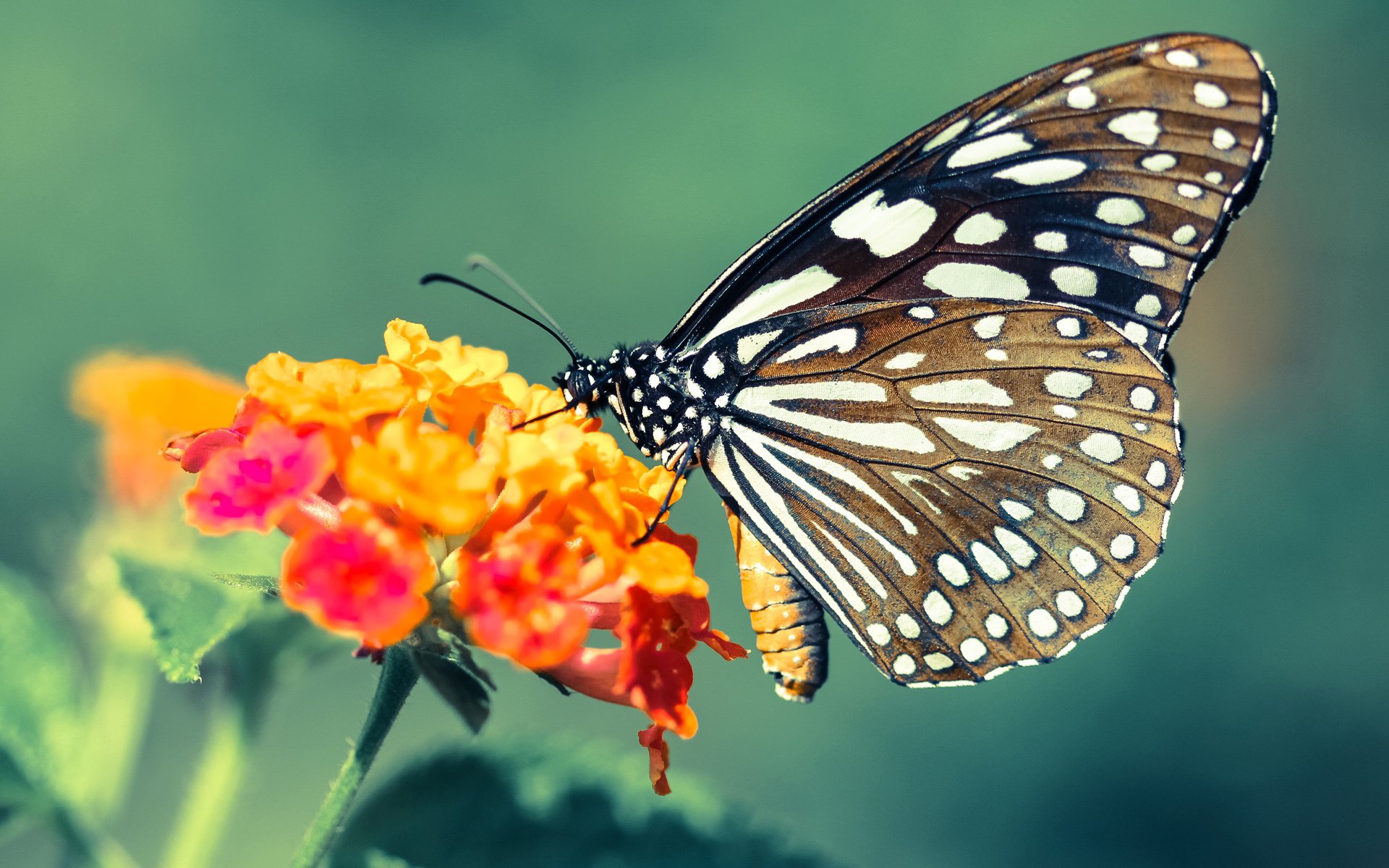沉默与怒吼,欧冠决赛之夜,凯恩完成了迟到已久的自我救赎