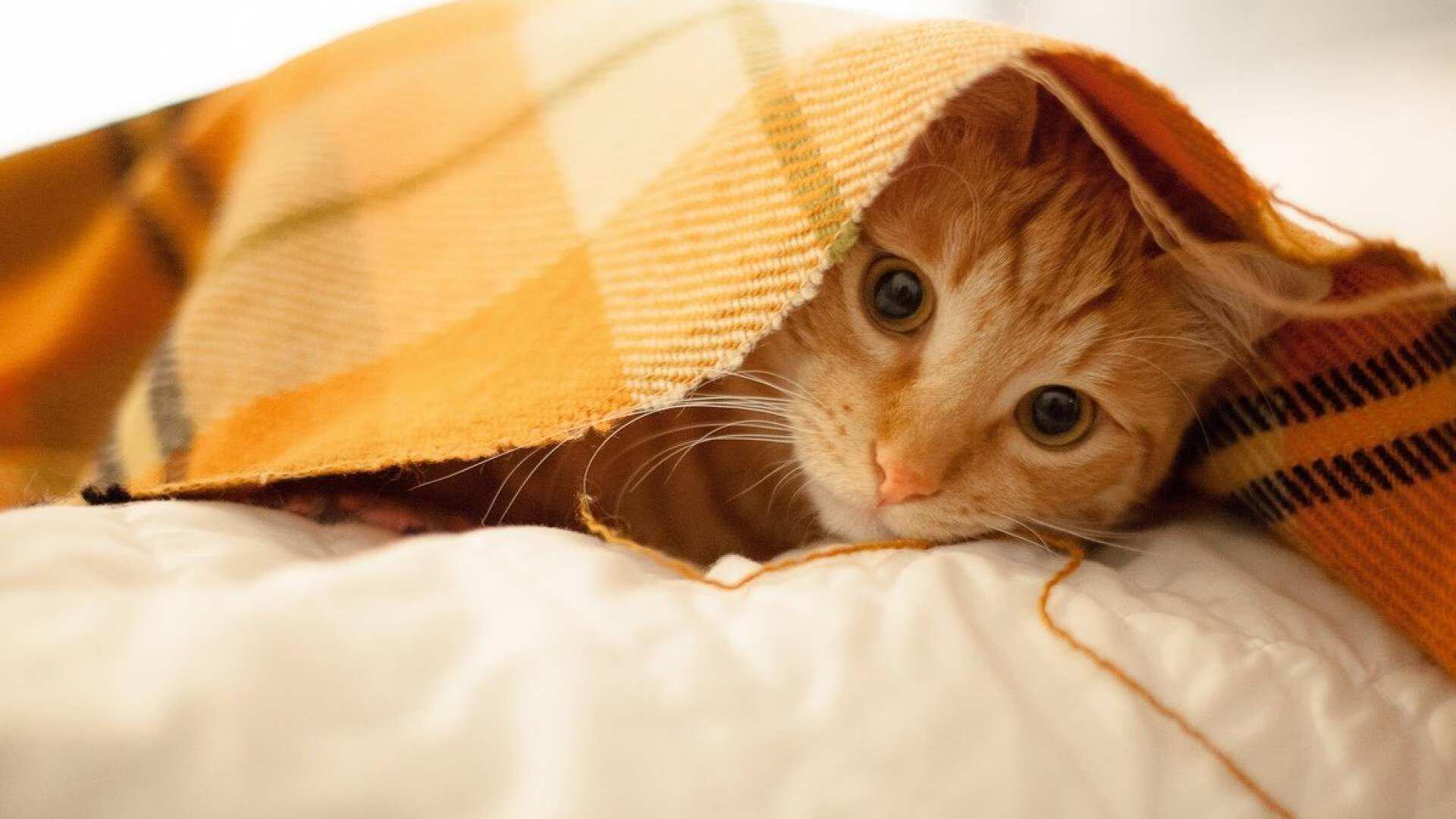 肾上腺素的双重奏，英超争冠白热化与快船生死战的夜晚