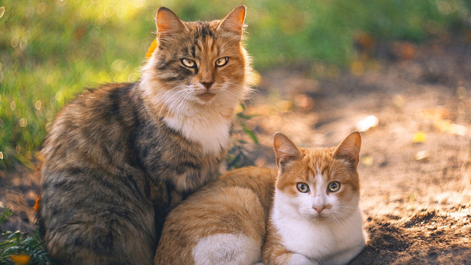心脏与血液，贝恩，吉林队攻防转换的核心，助球队淘汰山西队
