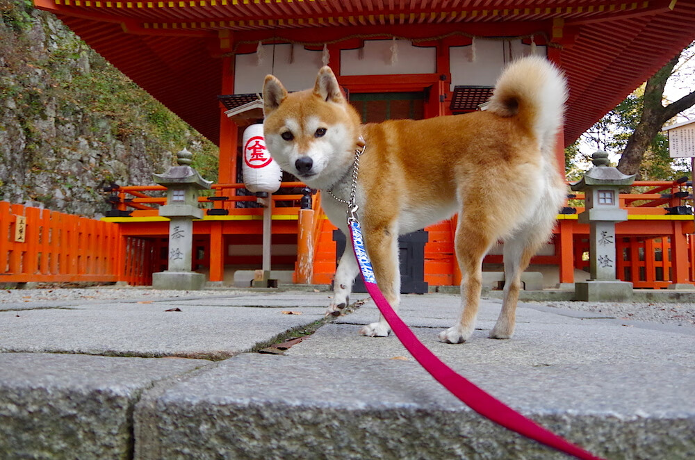 利拉德完成自我救赎,末节17分+压哨绝杀,步行者创53年纪录淘汰凯尔特人