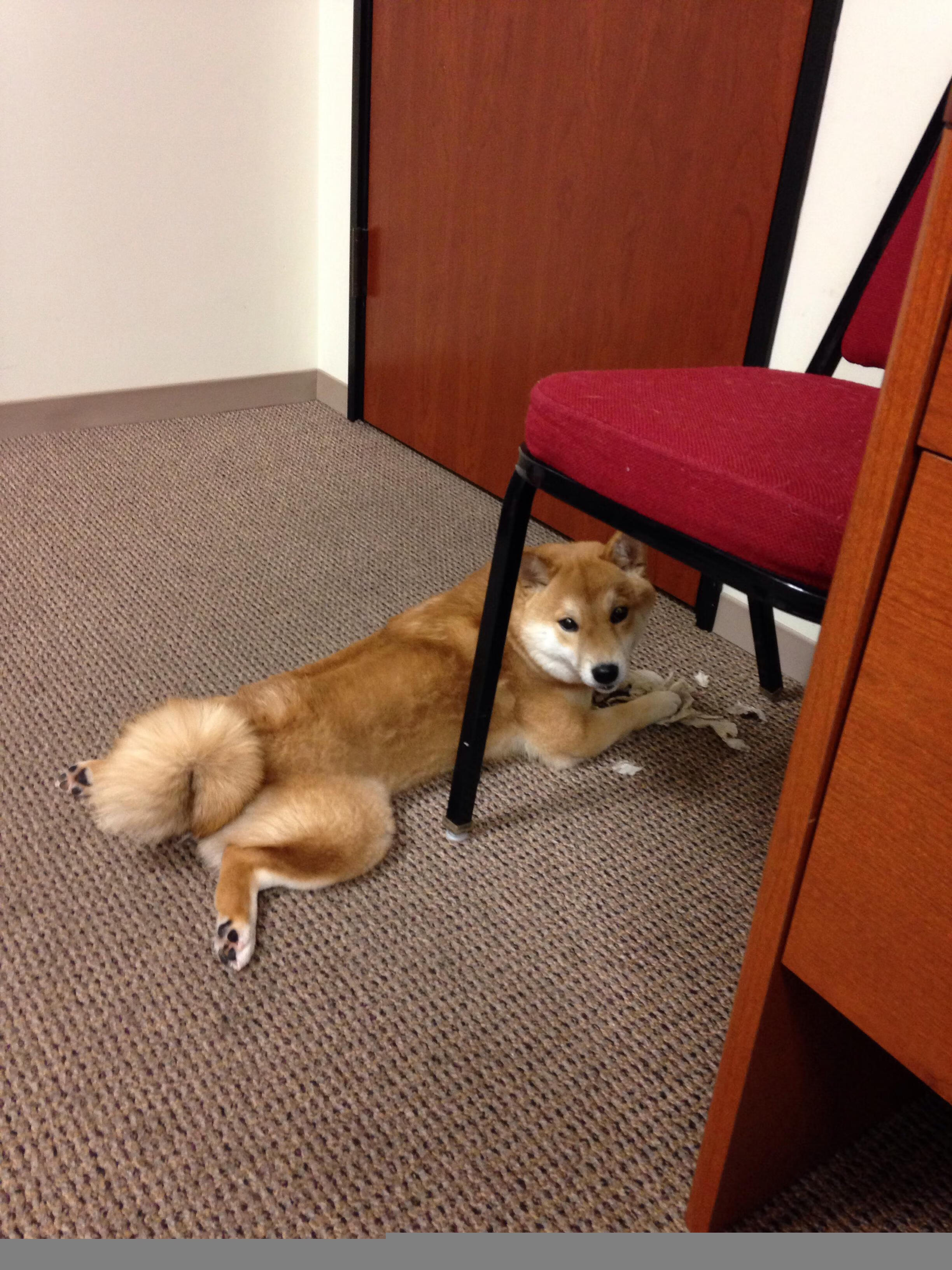 当风城铁蹄踏碎奥兰多幻梦—帕斯卡尔·西亚卡姆于焦点屠魔战中给出终极答案