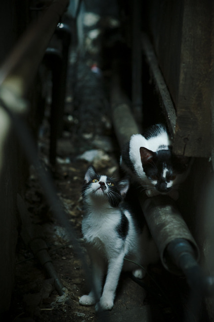 范戴克一锤定音，加纳单节冲击波冲垮巴拉圭混凝土城墙