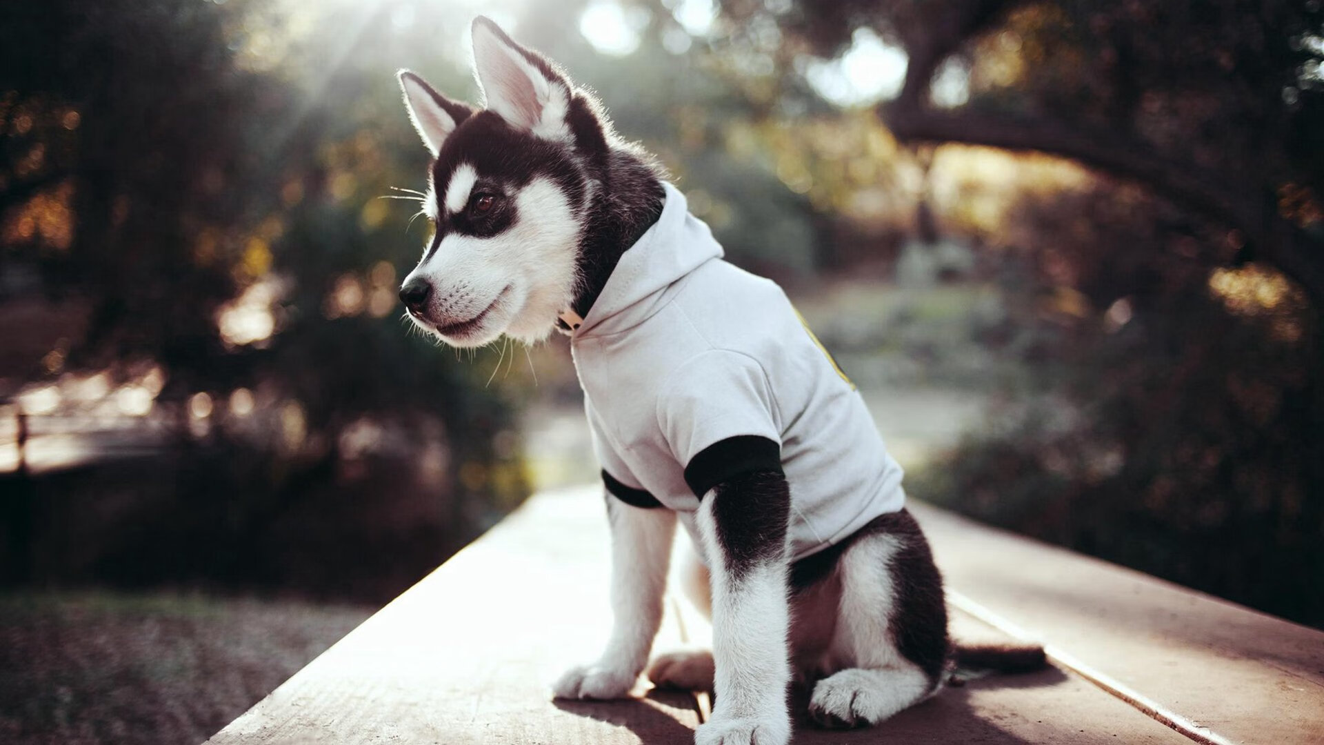 亚平宁的韩国风暴，帕尔默如何成为解锁尤文防线的关键先生