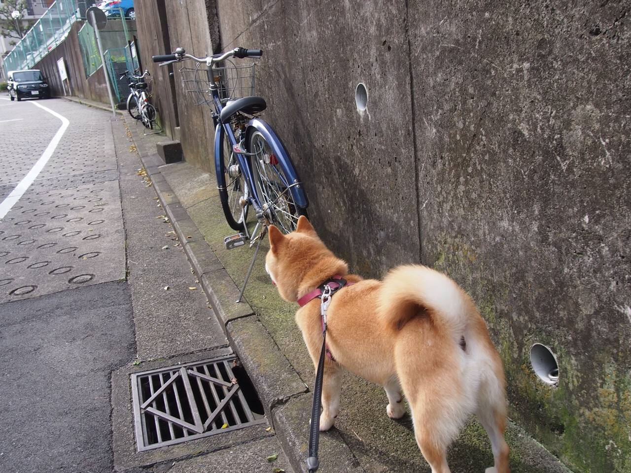独行侠加时取胜新疆队，塔图姆用实力书写跨洋证明