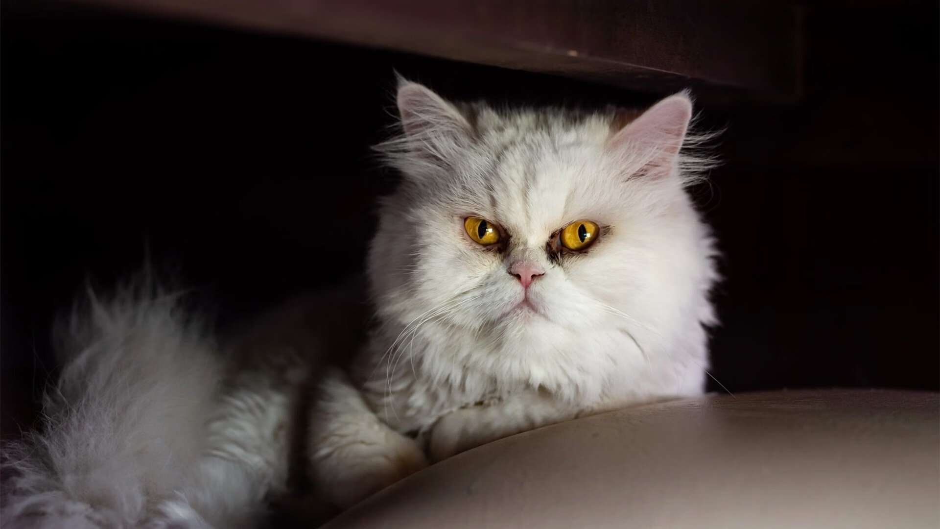 蒂亚戈的双重奏，从罗马关键战突围到2026世界杯的接管时刻