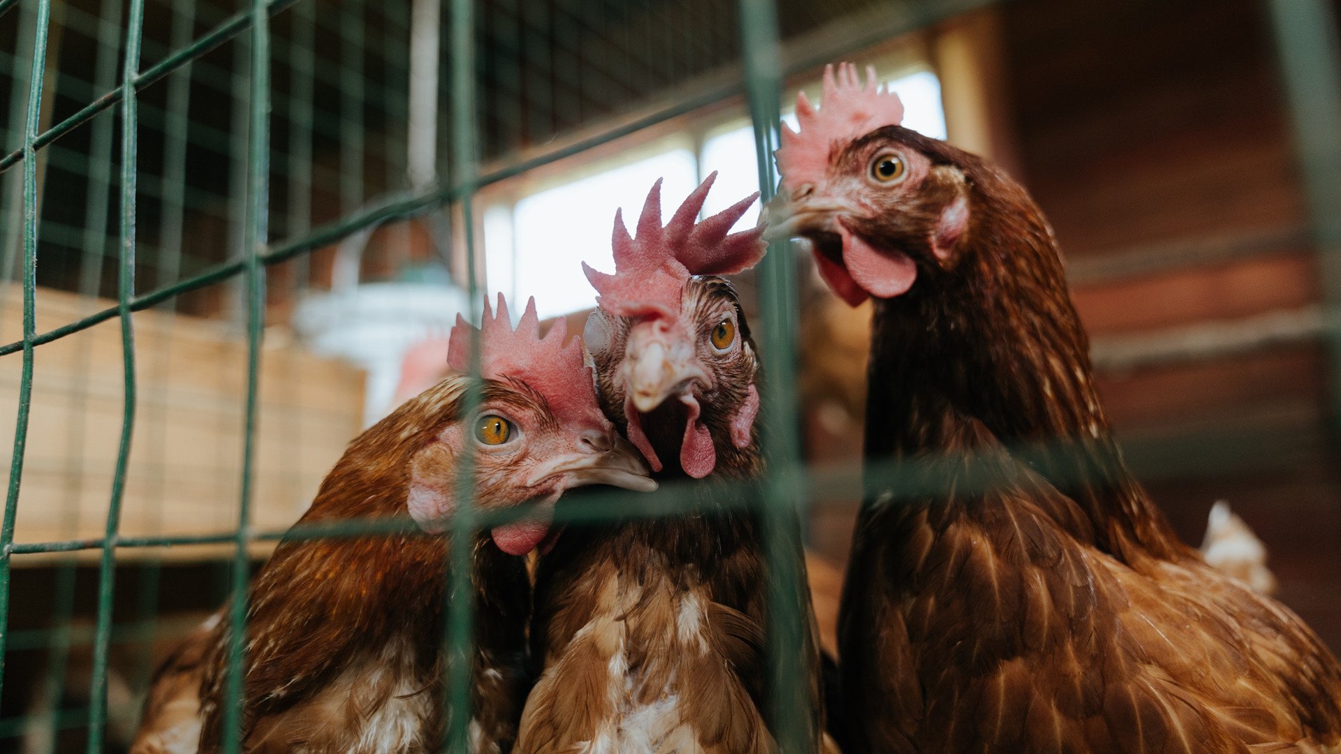 南半球的火山爆发,孔德点燃战火,新西兰熔岩般覆盖塞维利亚