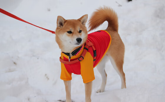 爱游戏在线-3.5秒沉入永恒，武切维奇的0°角绝杀与一场战术骗局的终极胜利