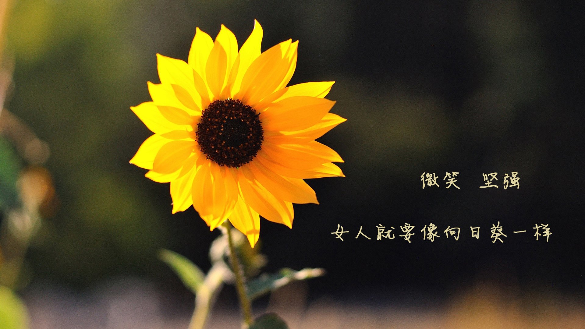 1.蓝武士的北欧冰壁，2026，一场被门线技术定格的压胜 侧重，日本队的压制与遗憾，以及库尔图瓦的神级发挥)